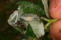 Clubiona_lutescens_D4886_Z_88_Les Gris_Frankrijk